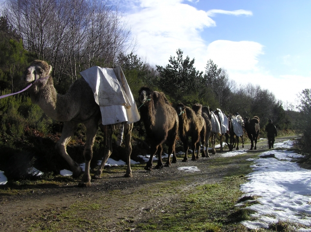 con los camellos en ruta